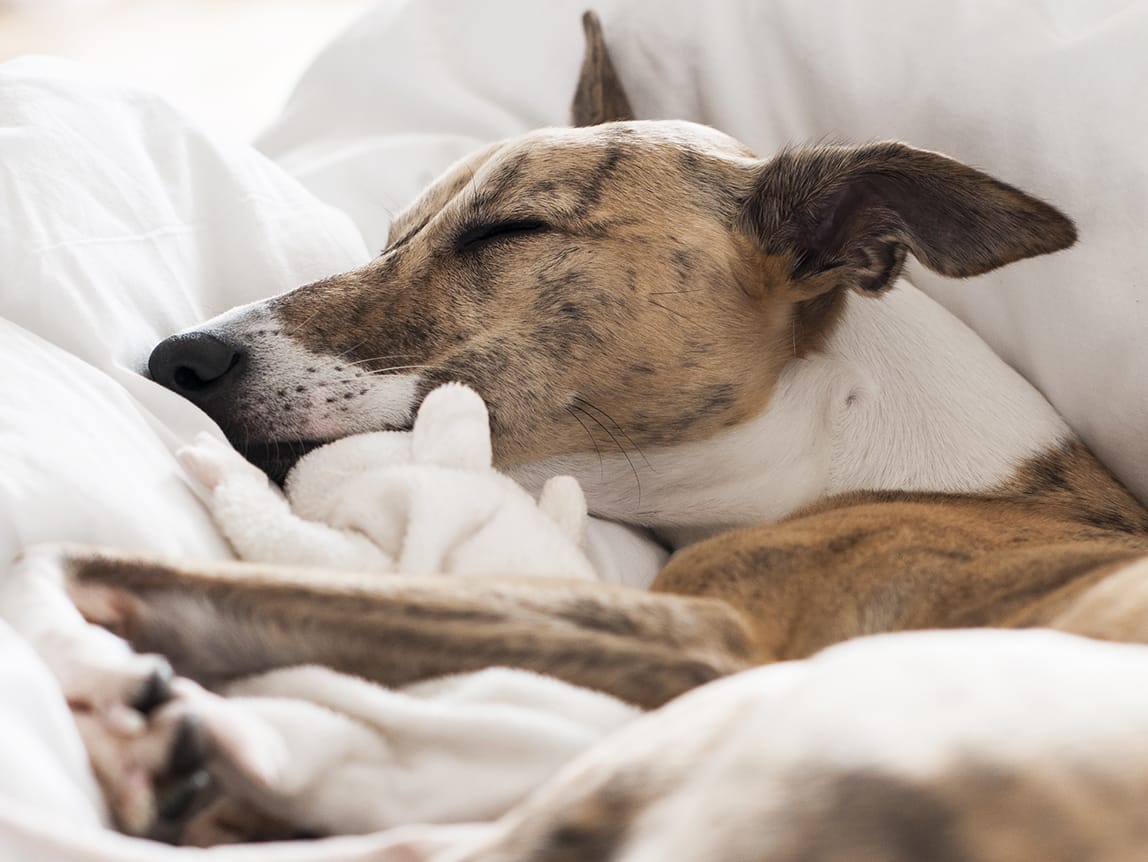 dog sleeping in bed